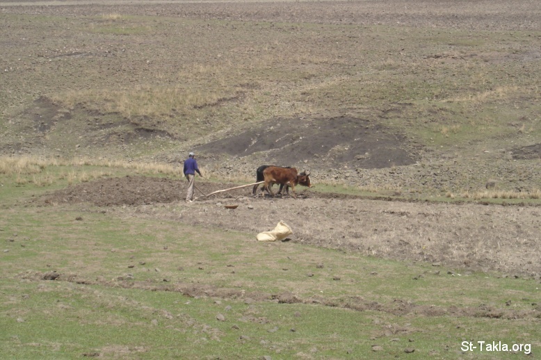 St-Takla.org Image: An Ethiopian man plowing the land with two OX, from Saint Takla's site Ethiopia journey photos, 2008     :        ֡        2008